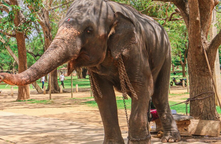 Harnais trompe d’éléphant : ça sert vraiment à rien ?