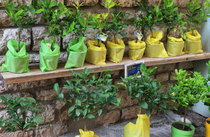 Citronnier en Bretagne : où et comment le cultiver en extérieur